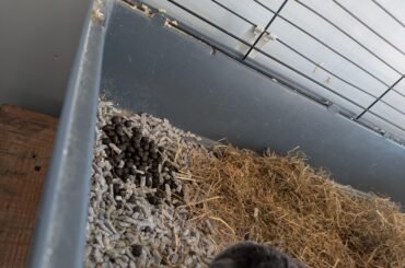 How much poop is normal? This is 12 hours.