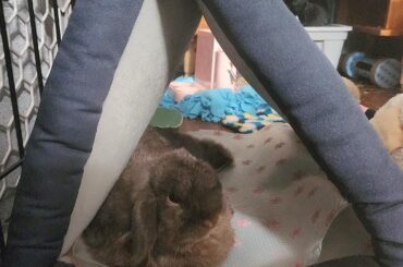 My rabbit’s new favorite bed