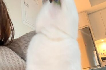 my bunny wants to steal your bunny’s treats