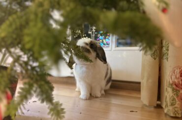 The Christmas tree passed Sage’s quality control check