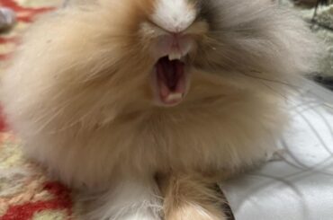 Transitioning off of Alfalfa