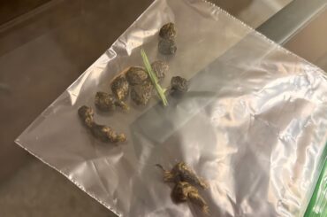 Bunny Poop?