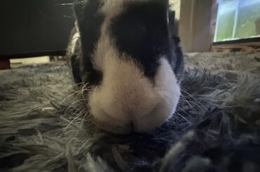 Just a little snoot boop for you