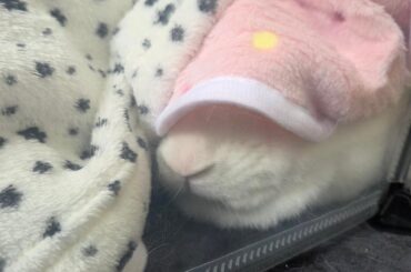 Its getting colder so I got him extra blankets, hes quite fond of them