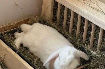 Christmas was all a bit much for poor Popcorn