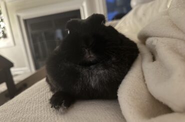 I stayed home for thanksgiving because I didn’t want to board Miss Tiggles and we have been cuddling all day. 😍