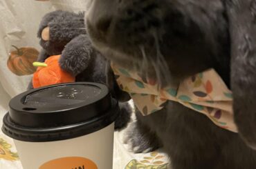 Hoppy late Thanksgiving, everyone from blueberry