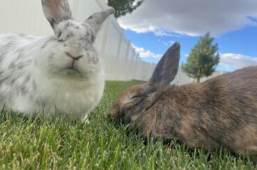 How come my buns like dumping stuff in their water bowl ?
