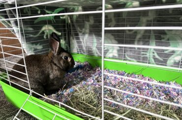 Bunny care advice wanted!!!