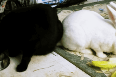 Midnight snack squad