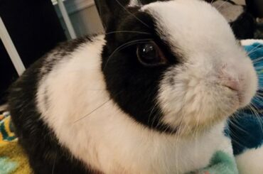 Gumbo crossed the rainbow bridge