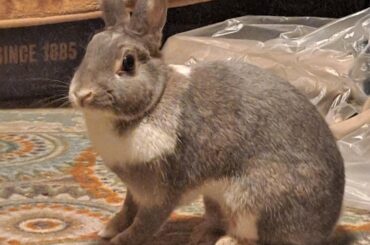 What breed is Lemon Pepper Stepper?