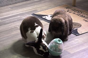Bunnies playing with their treat ball.