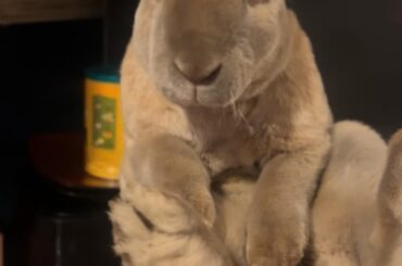 HELP are these balls????