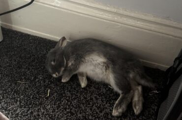 I’m guessing this means he is comfortable around me