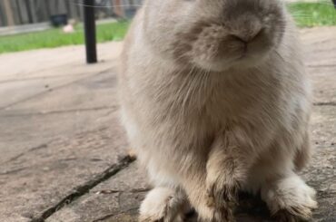 Gasp* how dare you call me chonky!