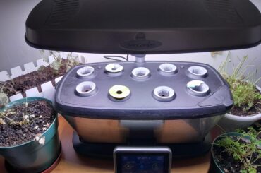 Winter garden for the spoiled bun!