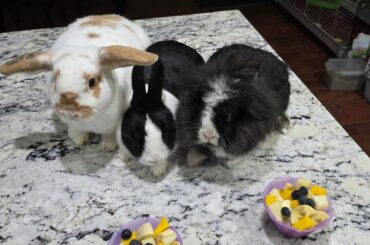 Somebun is 3!