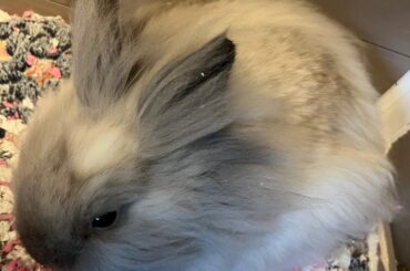 Adult coat coming in?