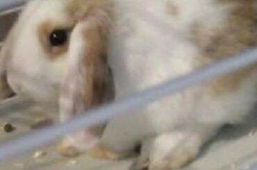 This is my friends rabbit but just look at him🥺