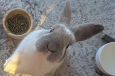 Question about christmas and bunnies