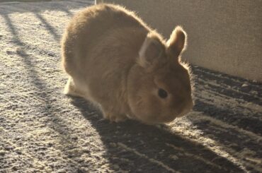 the way the sun is shining on Spencer makes him look extra fuzzy and majestic ❤️🐰