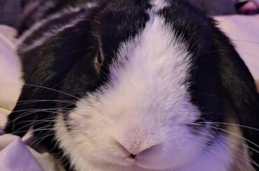Rein is settling in