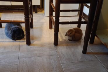 Newly met rabbits circling each other