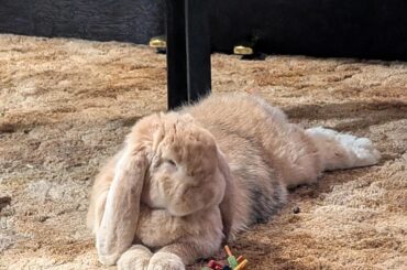 Why does my bun dislike being petted?