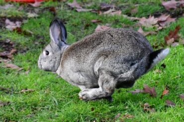 Quail: i am speed 🏎️