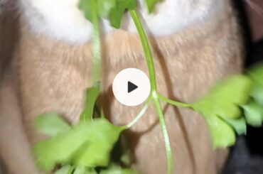 Brownie the parsley killer 😈