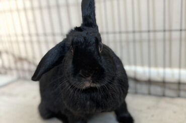 Update about our 7y/o Olive- long description! And a question for you all: cancer and comfort?