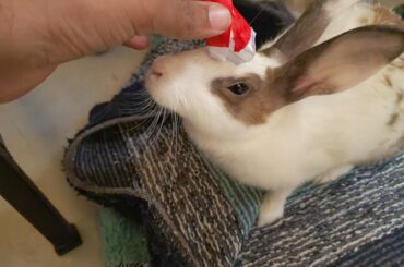 Made a pre Christmas hat for bunny