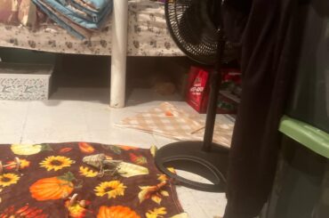 I'm a first time bunny owner is my bunny okay I'm still getting used to behaviors and it's kinda hard cause they have so many