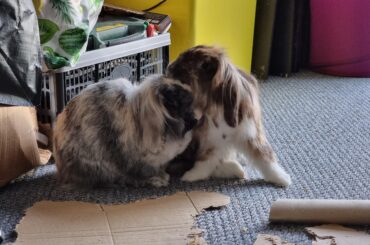 Tissues - a song about my bunnies and their lingering presence even after passing from this world