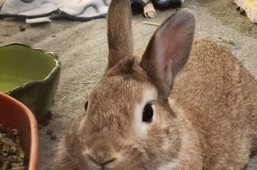 Is my bun getting a dewlap