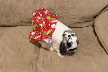 He was loads of help with the wrapping on Christmas Eve 🤣