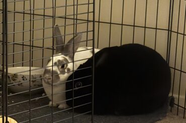 Harvey and his bunwife.