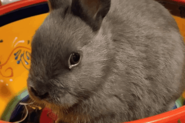 A partner for Croquetas! What's his breeds?