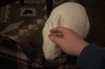 Bunny has gotten more dominant?