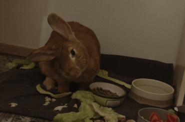 Advice for bunny situation