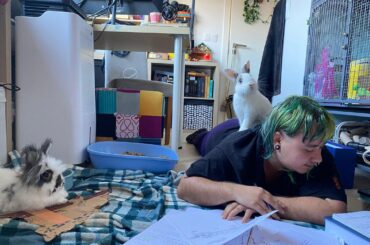 Studying with the bunnies!