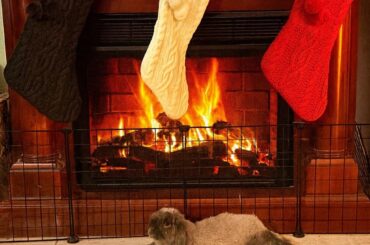 Just a cute pic of Rigby Roo!