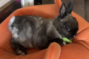 Just got diagnosed with likely Thymoma :(