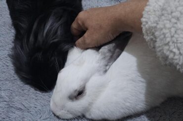 I've been petting them for the last 45 minutes, my hand hurts, but they must be petted.