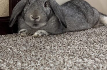 Meet snowball.