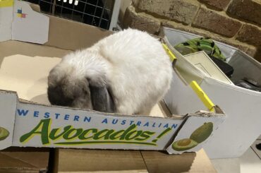 Hmm, this avocado looks a little fuzzy...