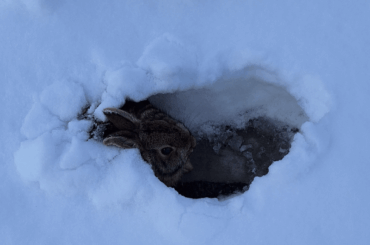 Little guy outside my work in the snow.