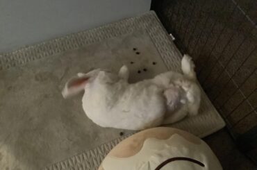 Triped rabbit advice - litter habit change