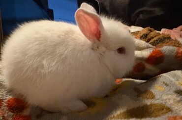 Bunny type?